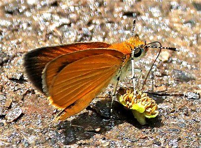 SKIPPERLING, LEAST (Ancyloxypha numitor) (05-08-2023) charles d owen park, bucombe co, nc -1