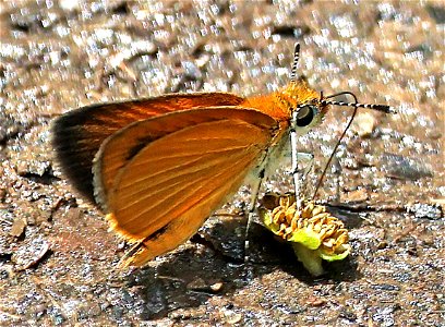 SKIPPERLING, LEAST (Ancyloxypha numitor) (05-08-2023) charles d owen park, bucombe co, nc -1 photo