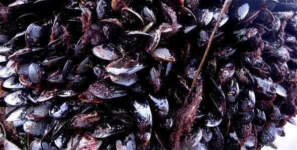 Muscles, Clovelly, Devon, UK