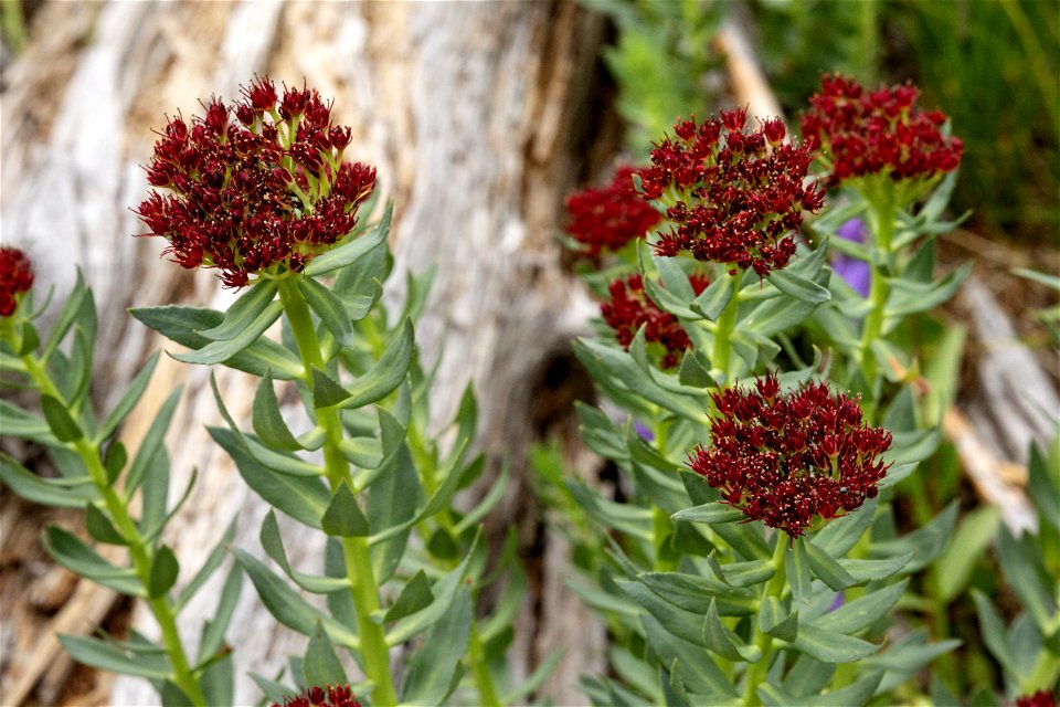 Rhodiola integrifolia