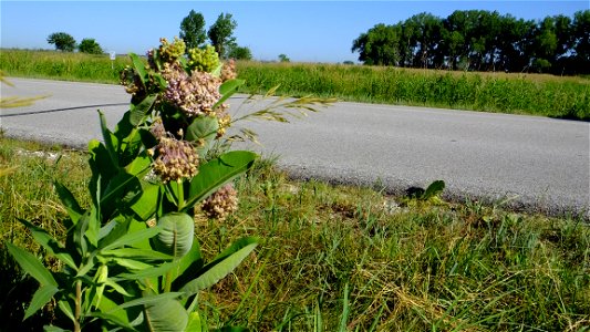Roadside Milkweed at DeSoto National Wildlife Refuge in Iowa photo
