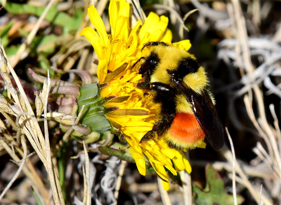 Hunt's bumble bee (Bombus huntii) on Seedskadee National Wildlife Refuge