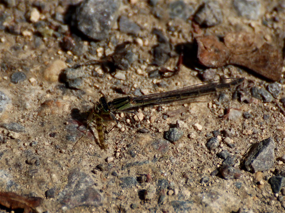 Damselfly at Lunch Time_03 photo