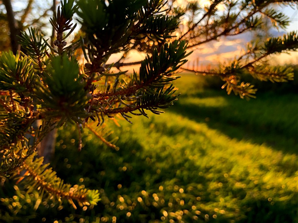 2021/365/163 Pine Time photo