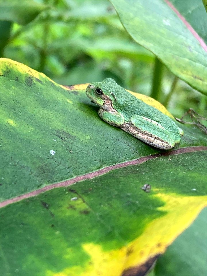 Gray Tree Frog