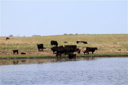 Grazing on Trout WPA Lake Andes Wetland Management District South Dakota photo