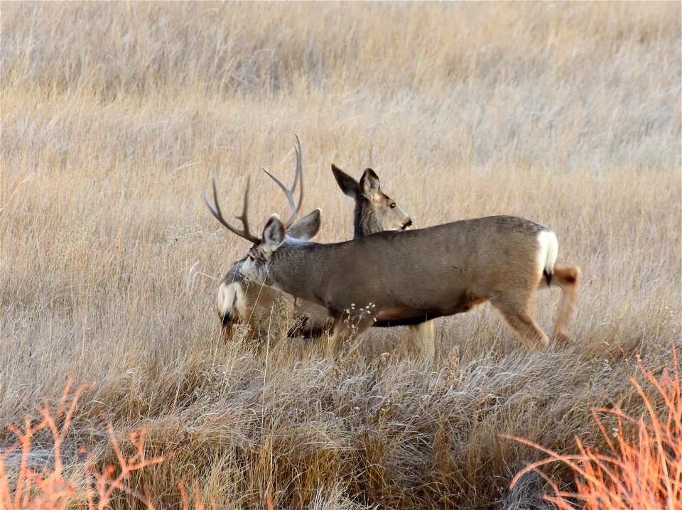 Mule deer at Seedskadee National Wildlife Refuge