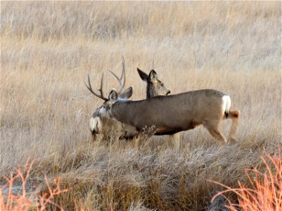 Mule deer at Seedskadee National Wildlife Refuge photo