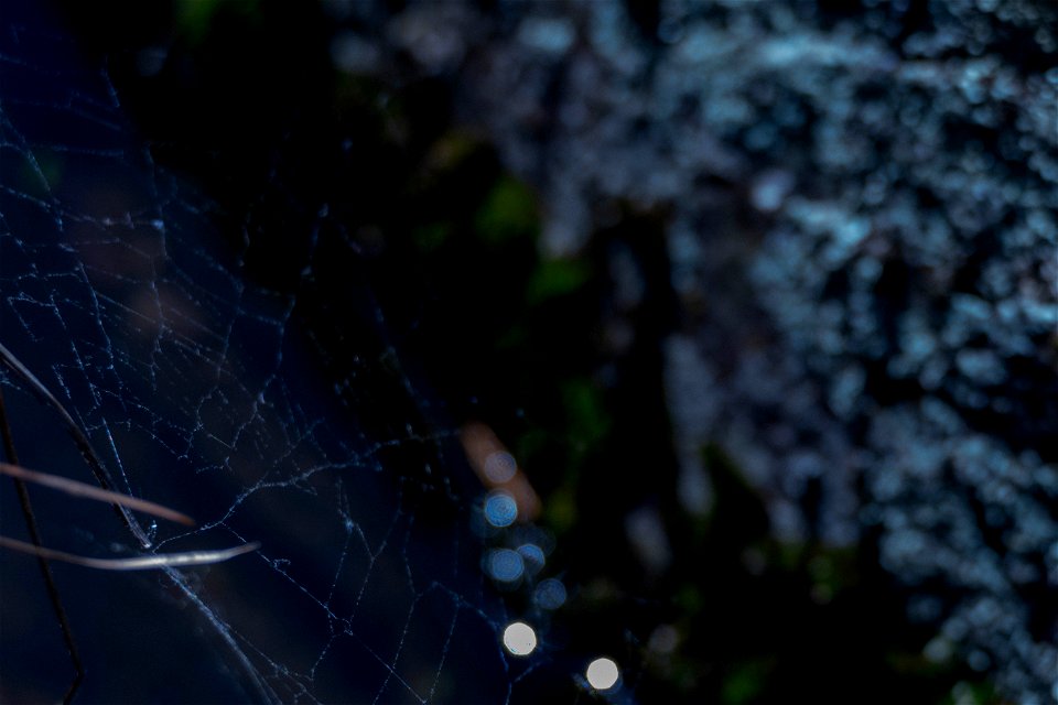 Midnight web