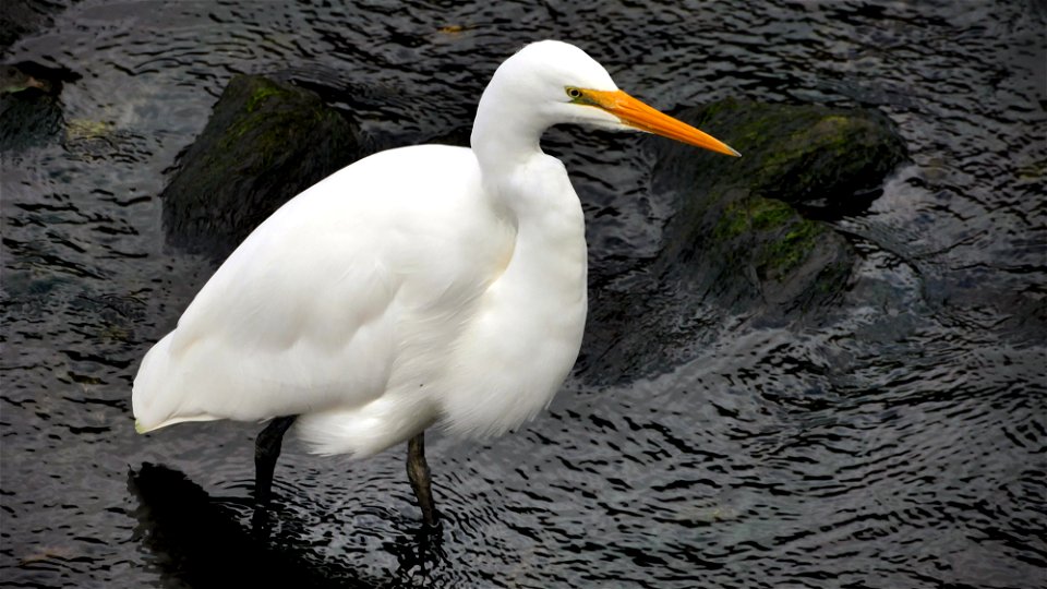 White Heron,