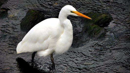 White Heron,