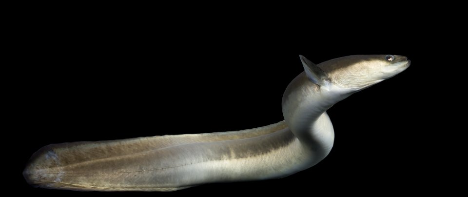 American Eel (Anguilla rostrata)