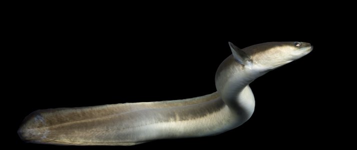 American Eel (Anguilla rostrata)