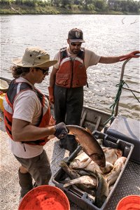 Invasive Carp Research on the James River in South Dakota. Photo: Sam Stukel (USFWS)