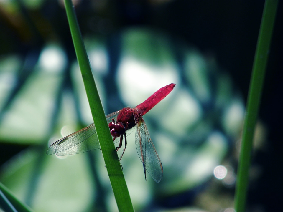 Fly nature garden
