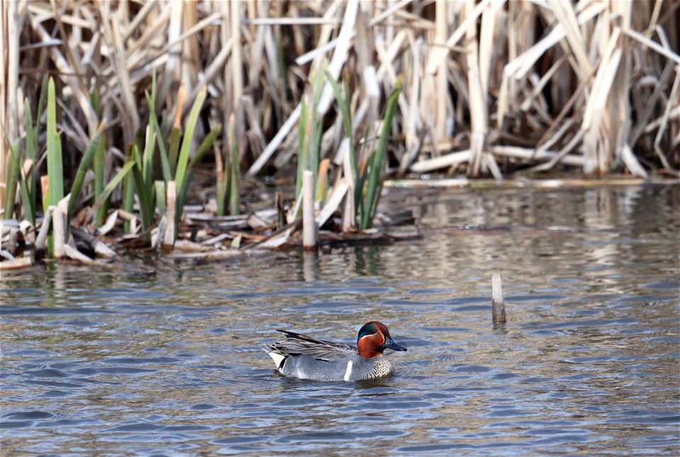 Green-winged teal on the National Elk Refuge photo