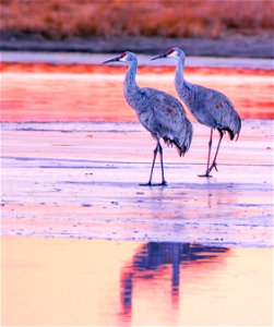 Sandhill Crane Pair Walking on Wetland Ice
