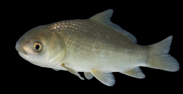 Bigmouth Buffalo (Ictiobus cyprinellus) juvenile