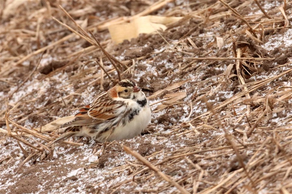 Lapland Longspur Huron Wetland Management District