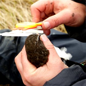 Measuring Black Turnstone