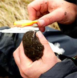 Measuring Black Turnstone photo