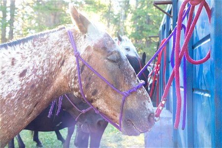 Nez Perce Appaloosa Horse Club Ride and Parade photo