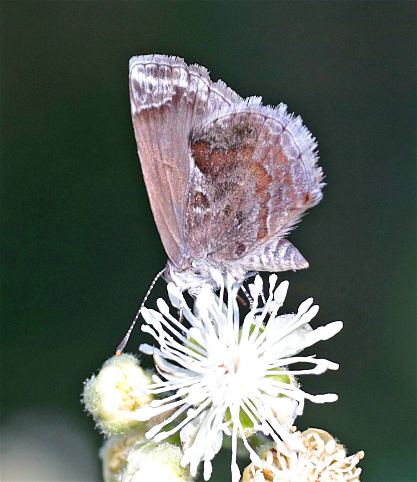 SCRUB-HAIRSTREAK, LANTANA (Strymon bbazochii) (01-01-2022) the butterfly center, mission, hidalgo co, tx -02