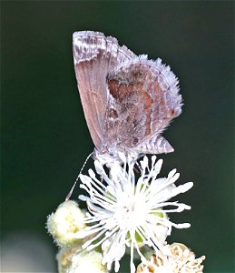 SCRUB-HAIRSTREAK, LANTANA (Strymon bbazochii) (01-01-2022) the butterfly center, mission, hidalgo co, tx -02