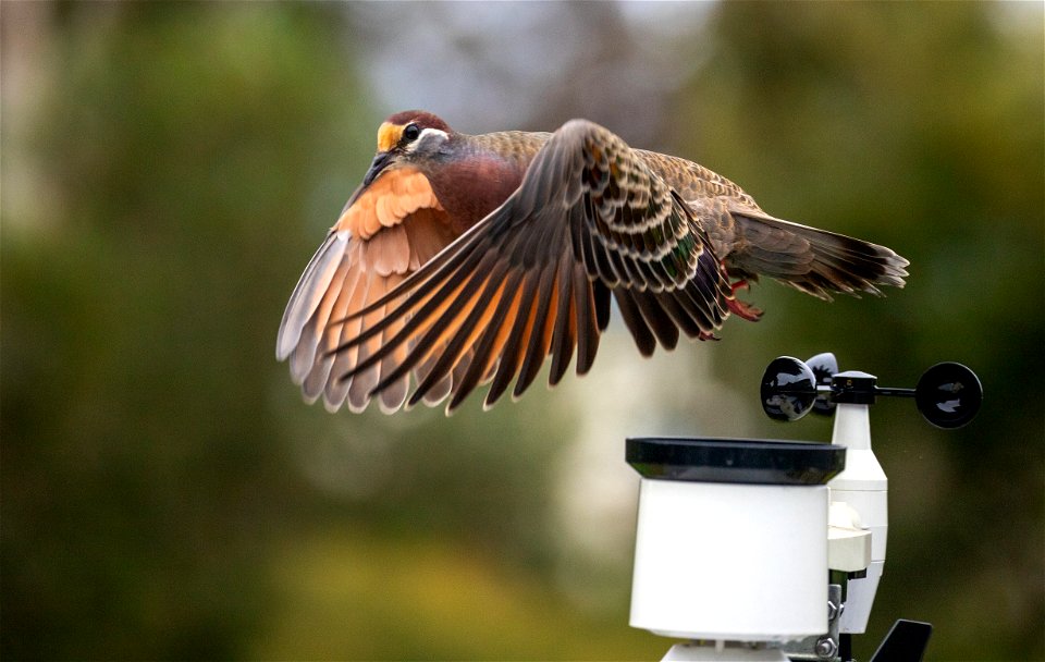 Common bronze-wing pigeon