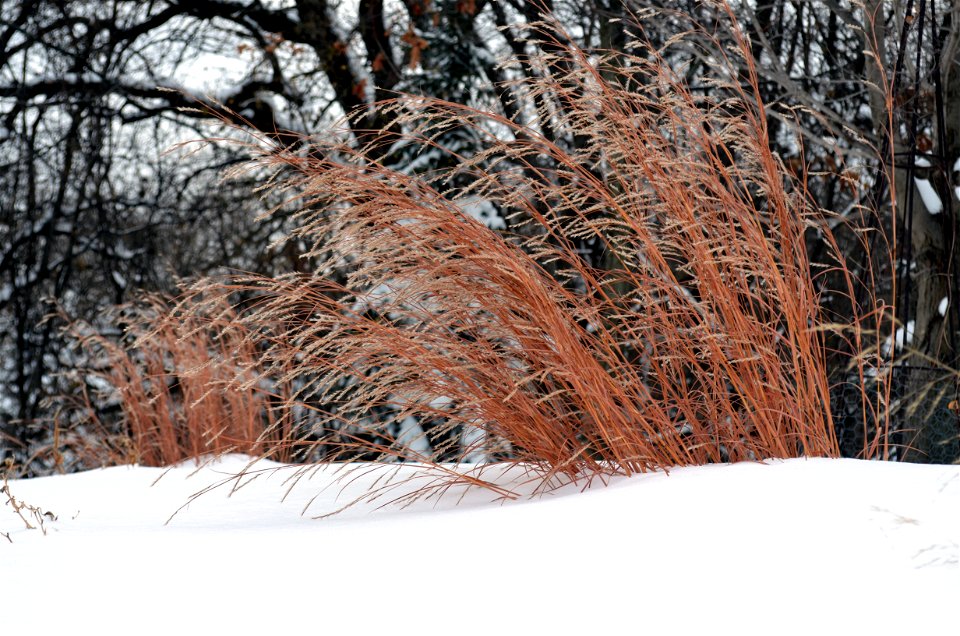 Little blue stem in winter