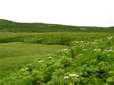 Izembek Landscape