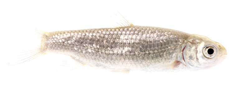 Grass Carp (Ctenopharyngodon idella), Juvenile-4