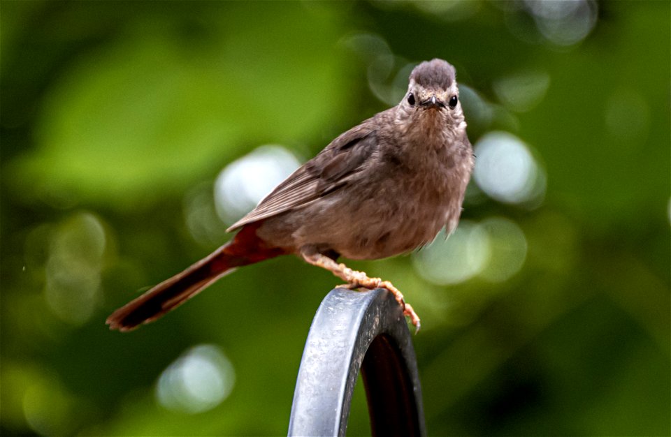 Day 197 - Grandma Catbird says to stay out of her flower bed!