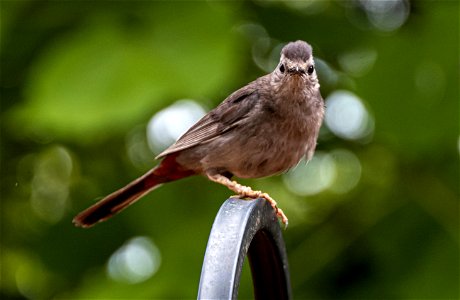 Day 197 - Grandma Catbird says to stay out of her flower bed!