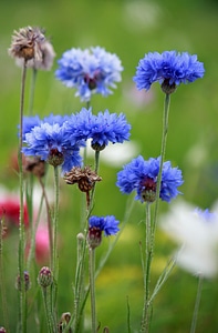 Blue pretty wild