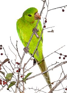 561 - GREEN PARAKEET (12-09-2022) americana rv park, palmview, hidalgo co, tx -03