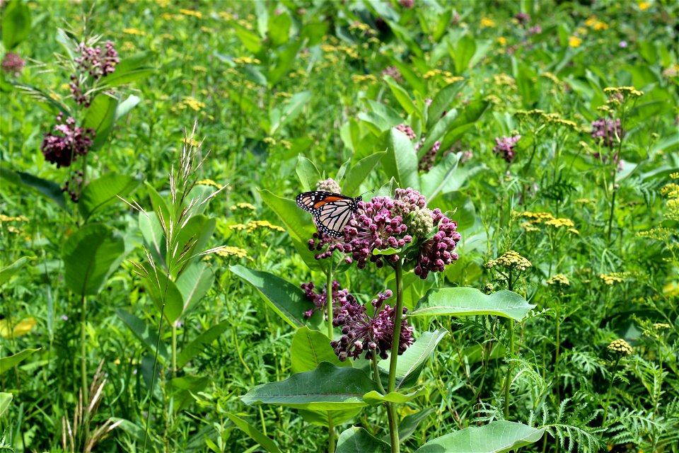 Monarch Butterfly on Common Milkweed photo