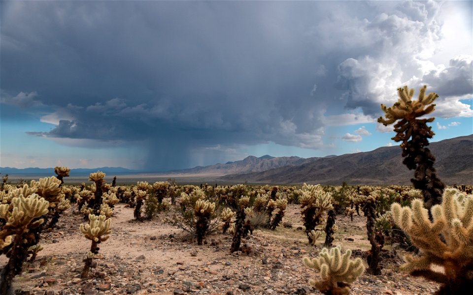 Afternoon Storm over Cholla Cactus Garden