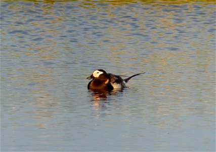 Long-tailed Duck