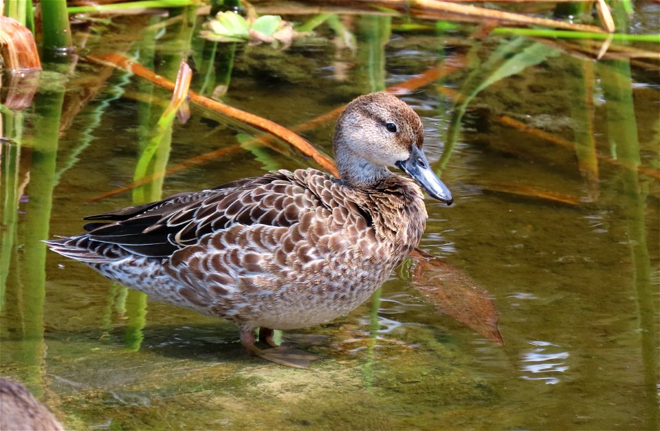 Blue-winged Teal