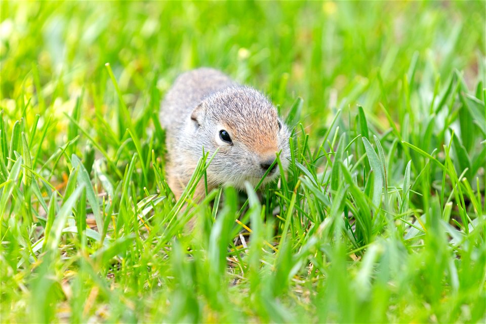 Uinta ground squirrel baby