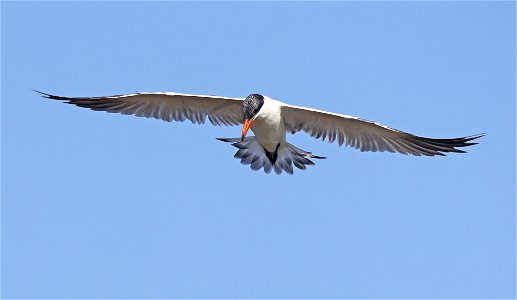 382 - CASPIAN TERN (02-21-2023) birding center, south padre island, cameron co, tx -04 photo