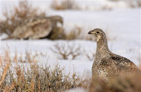 Greater sage-grouse on Seedskadee National Wildlife Refuge