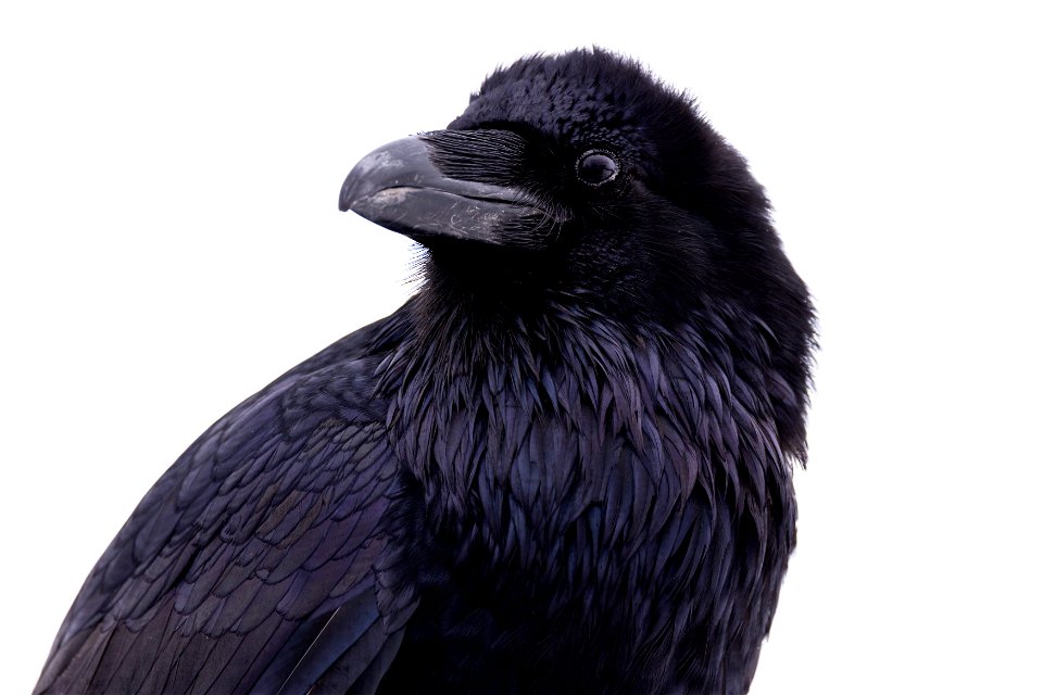 Raven photo