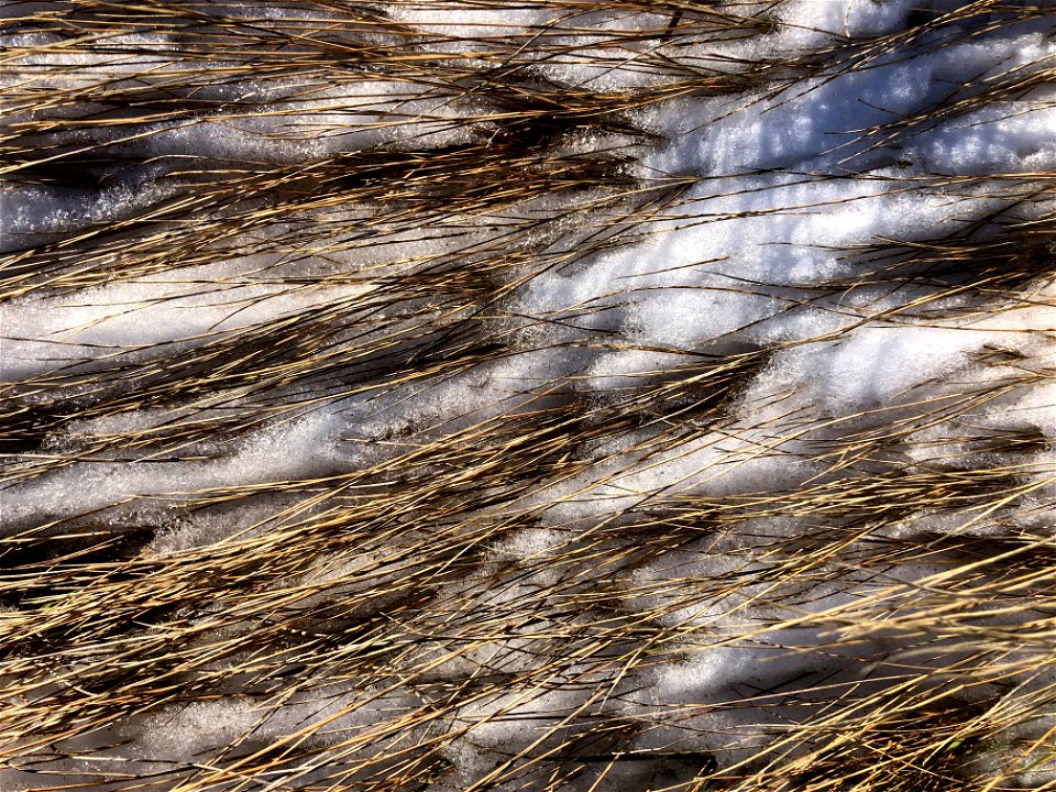 2021/365/327 Furry Grass