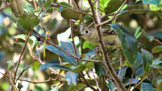 Ruby-crowned Kinglet