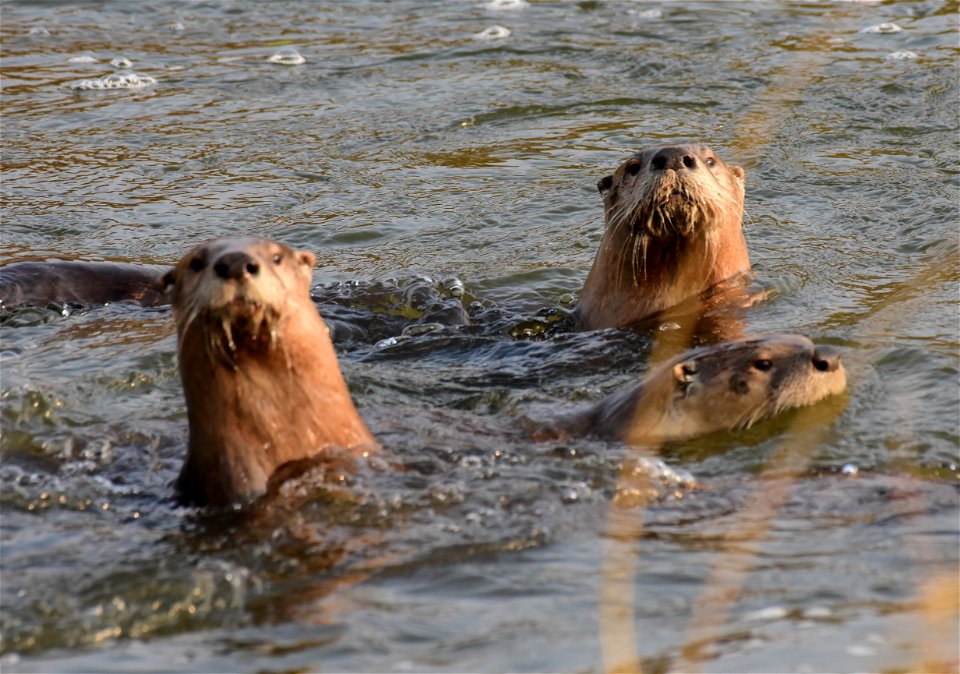 North American River Otter at Seedskadee National Wildlife Refuge