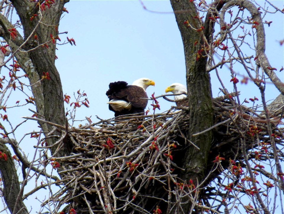 Nesting Bald Eagles