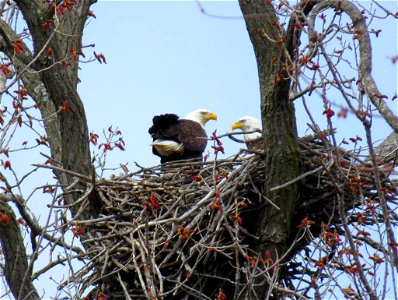 Nesting Bald Eagles photo