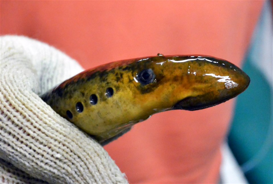 Smile, sea lamprey!